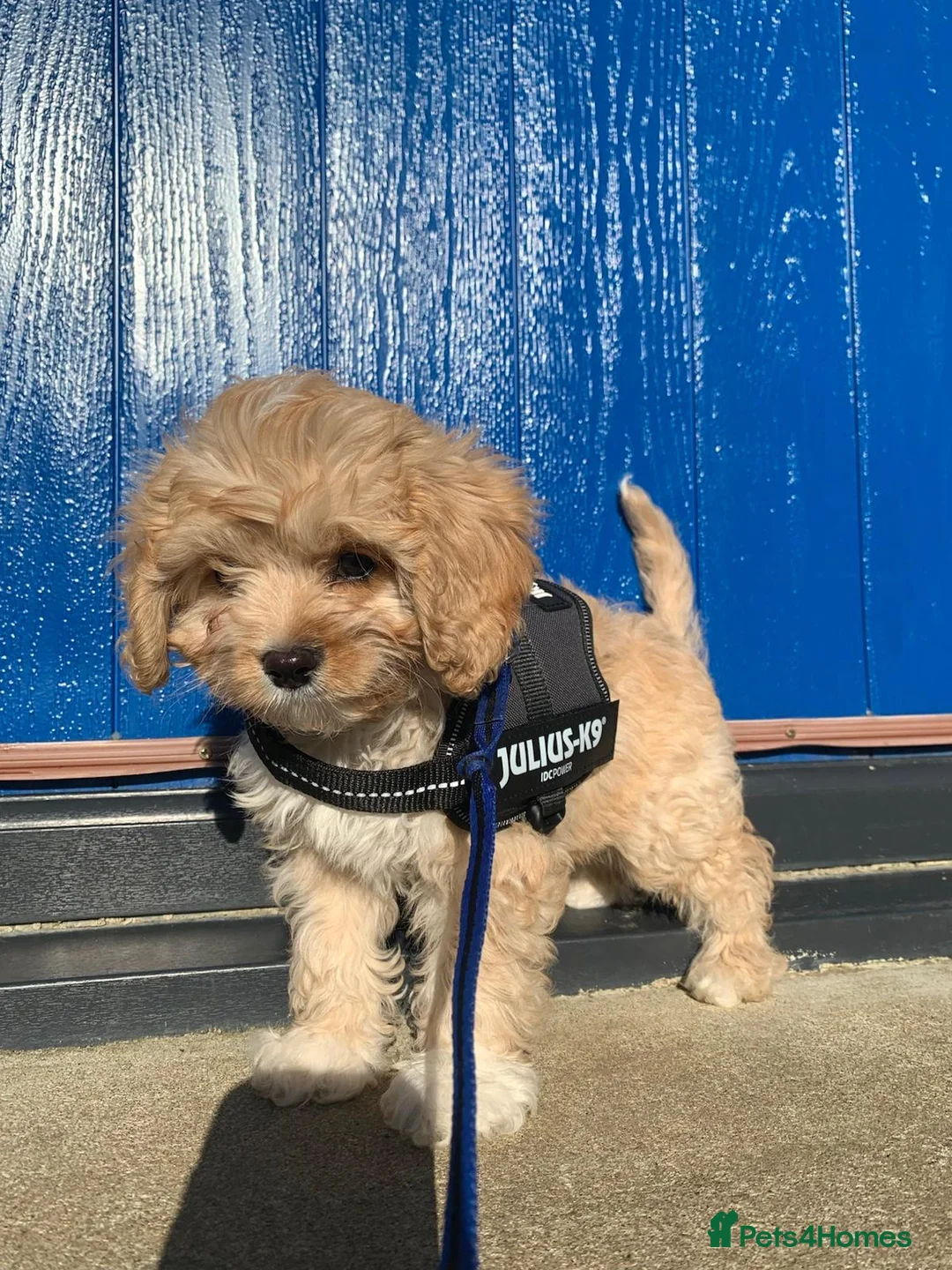 Cavapoo dogs for sale: F1B Cavapoo Puppies for Sale - Advert 17