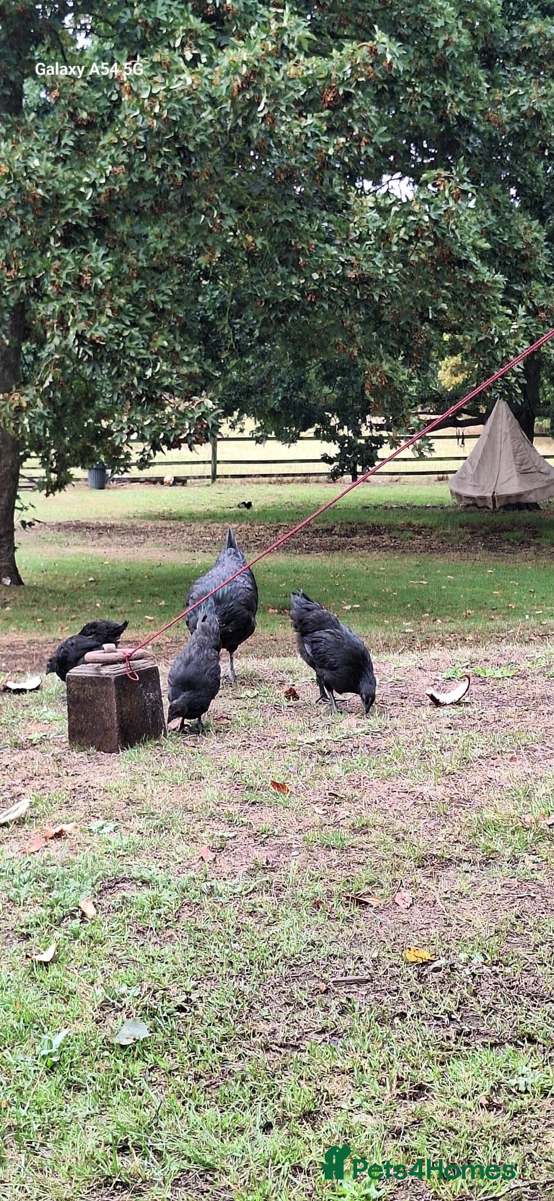 Chickens poultry for sale: Pure Ayam Cemani chicks  - Advert 2