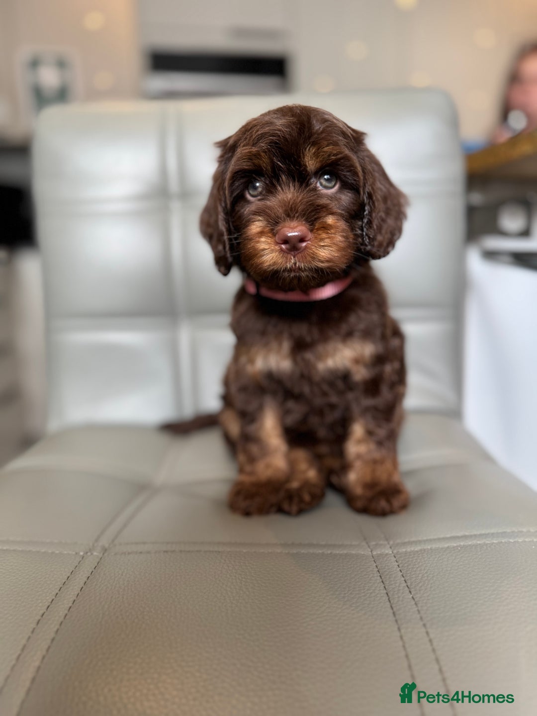 Cockapoo dogs for sale: *READY MONDAY* girls F1 CHOCOLATE DNA CLEAR  - Image 2