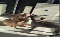 French Bulldog dogs for sale: French bulldog pedigree litter - Image 34