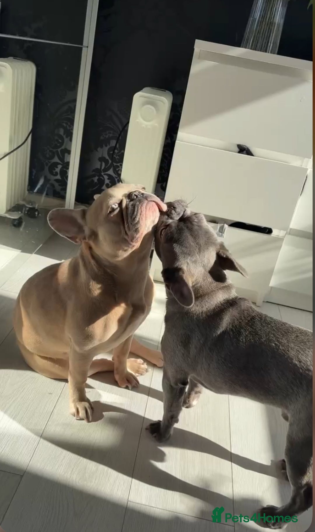 French Bulldog dogs for sale: French bulldog pedigree litter - Image 34