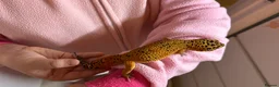 Leopard Gecko reptiles for sale: Young male Leopard Gecko - Advert 10