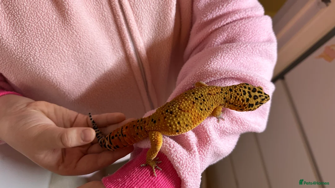 Leopard Gecko reptiles for sale: Young male Leopard Gecko - Advert 10