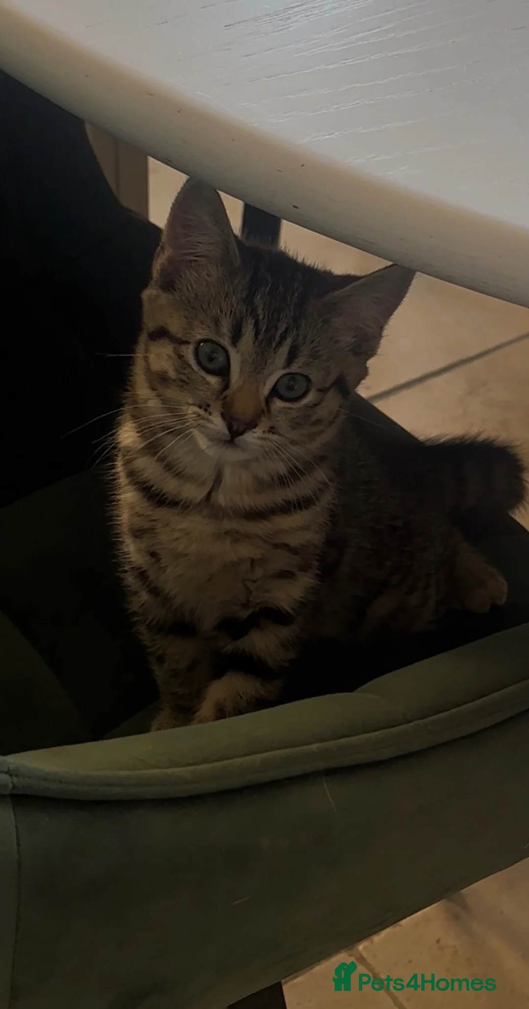 Mixed Breed cats for sale: Tabby female kitten - Advert 3