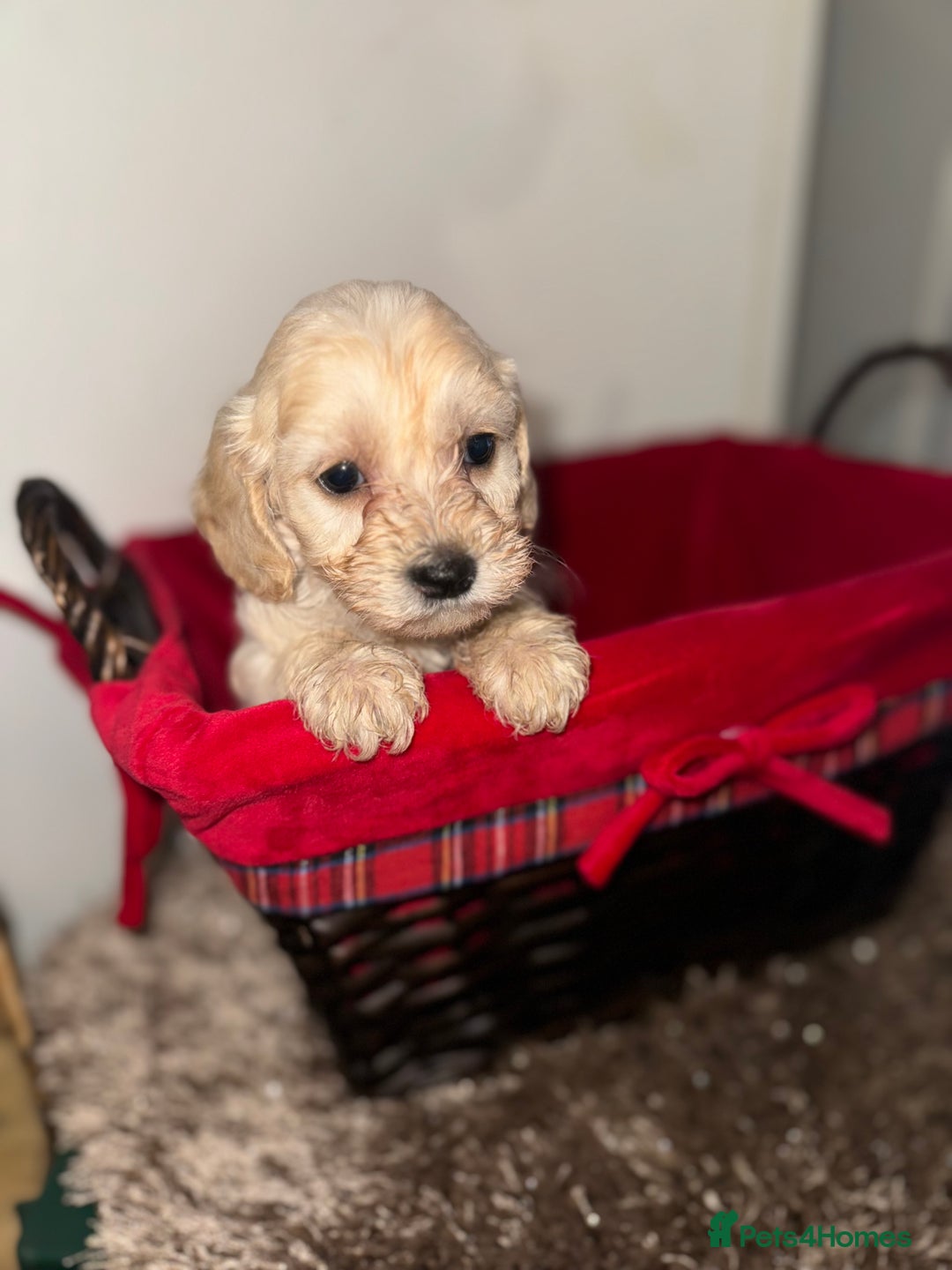 Cockapoo dogs for sale: F1B COCKAPOO PUPPIES FOR SALE - Advert 3