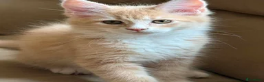 Maine Coon Female 1