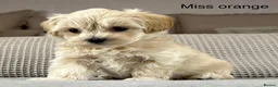 Maltipoo dogs for sale: A BEAUTIFUL ARRAY OF COLOURS AND LOVELINESS  - Advert 15
