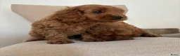 Cavapoo dogs for sale: CAVAPOO PUPPIES  in Plymouth - Advert 4