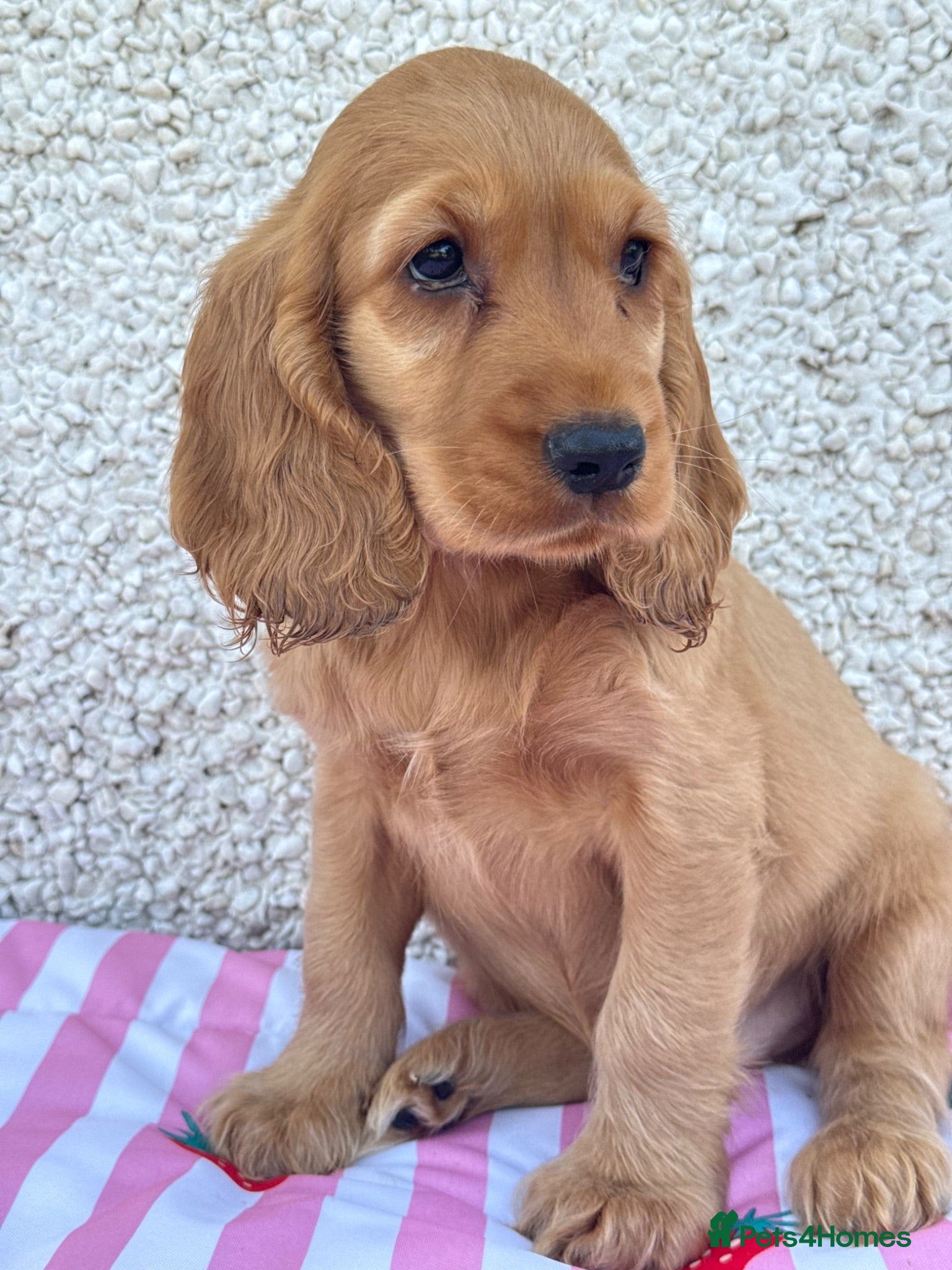 Cocker Spaniel dogs Show Cocker spaniel puppies - Advert 1