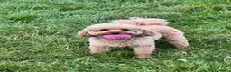 Miniature Poodle dogs for stud: KC proven &  fully health tested - Advert 3