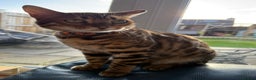 Bengal cats for sale: Mojo - 1 year old bengal is looking for a new sofa - Advert 5