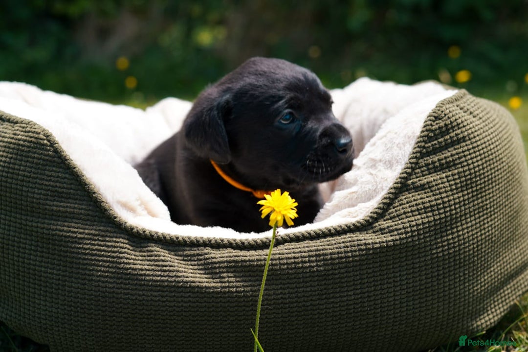 Labrador Retriever dogs for sale: Black Pure bred kg reg Labrador for sale  - Image 17