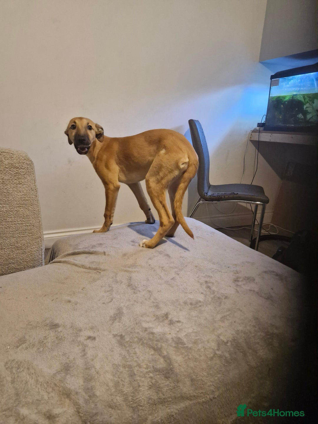 Mixed Breed dogs for sale: Wippet cross puppy - Advert 2