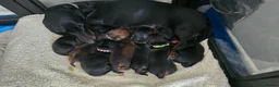 Dachshund dogs for sale: KC Standard Long Haired & Smooth Dachshund Puppies - Advert 5