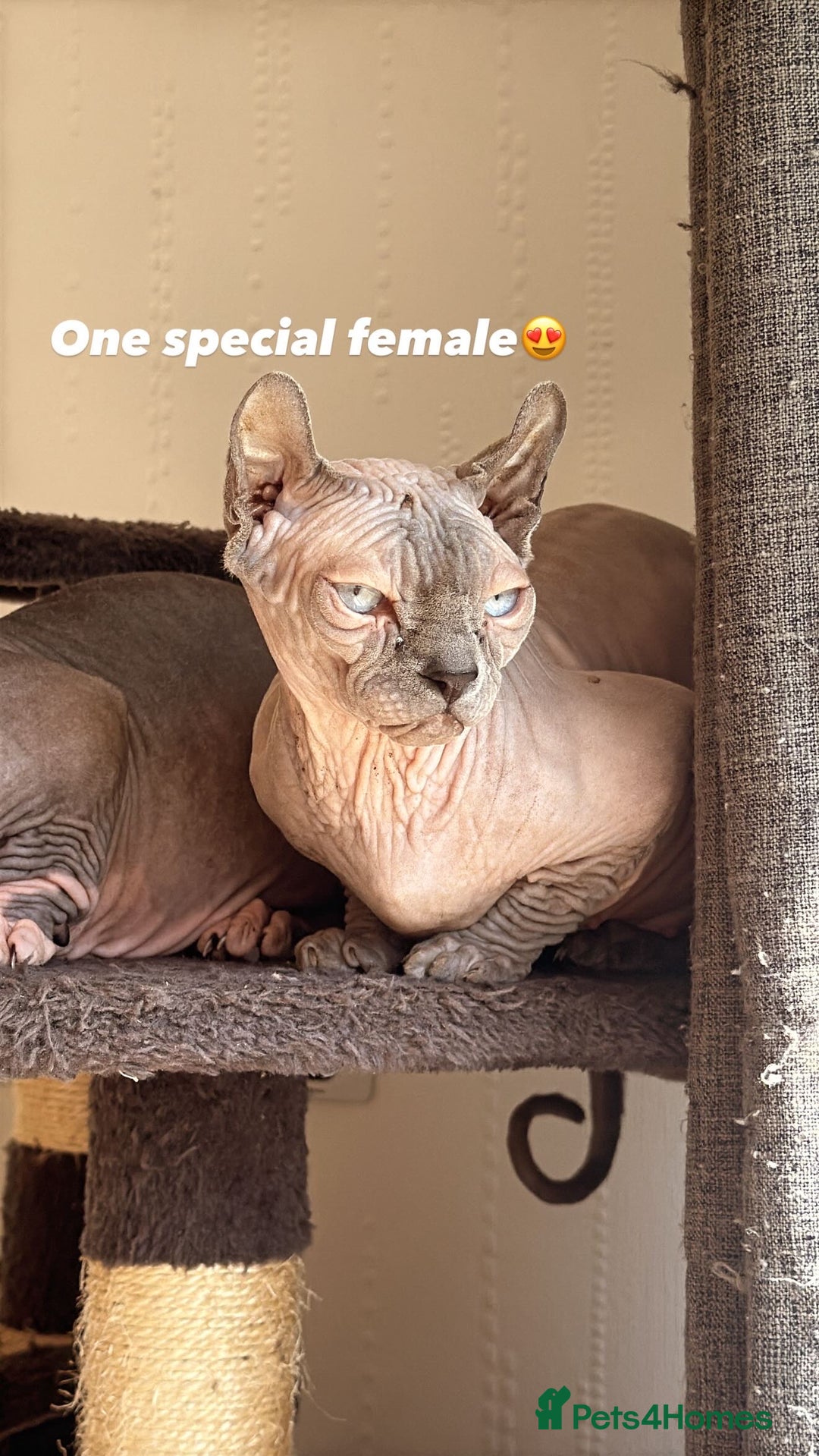 Sphynx cats for sale: Stunning blue point female - Image 2