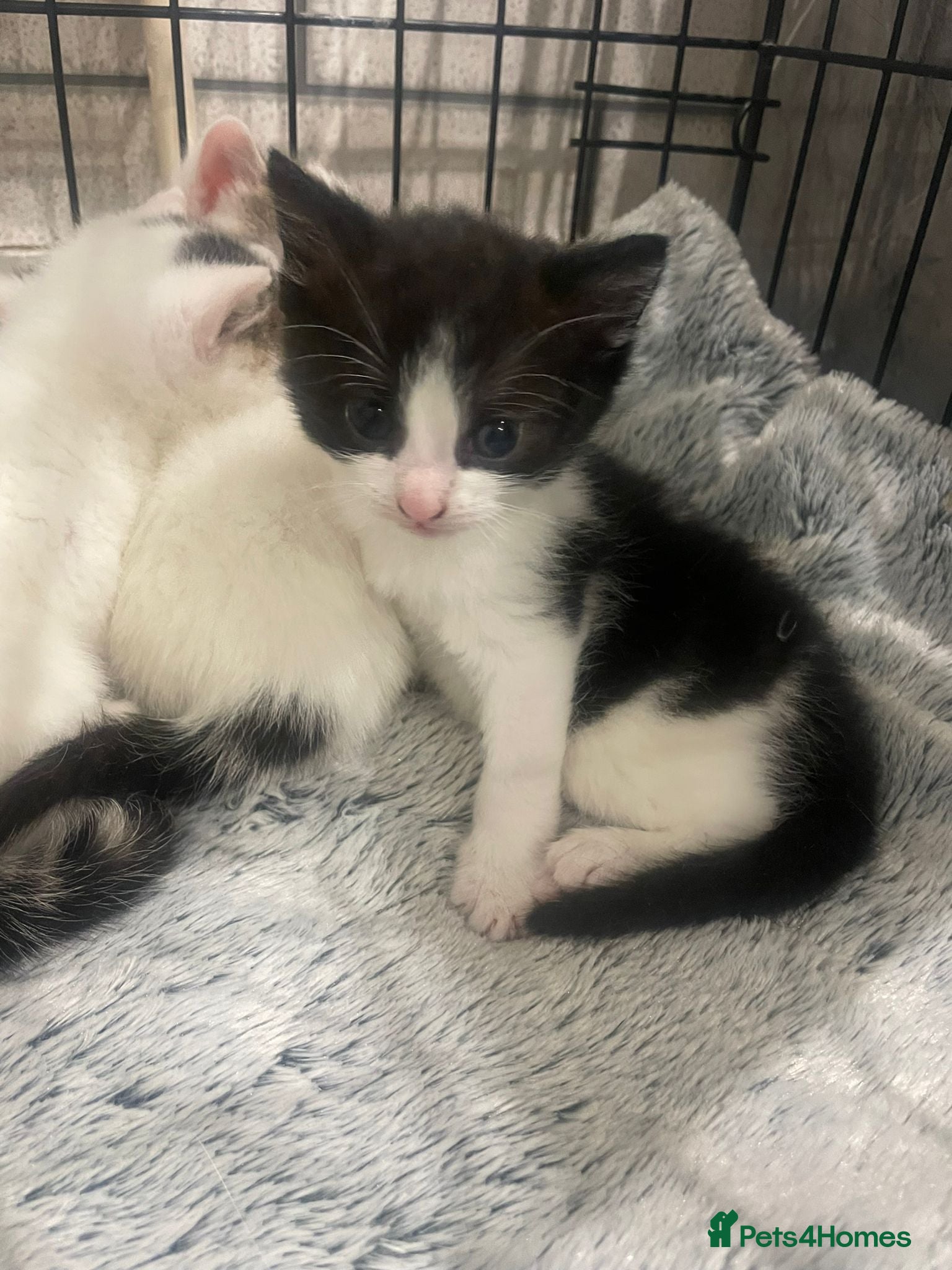 Mixed Breed cats for sale: Kittens - rescue - Advert 4