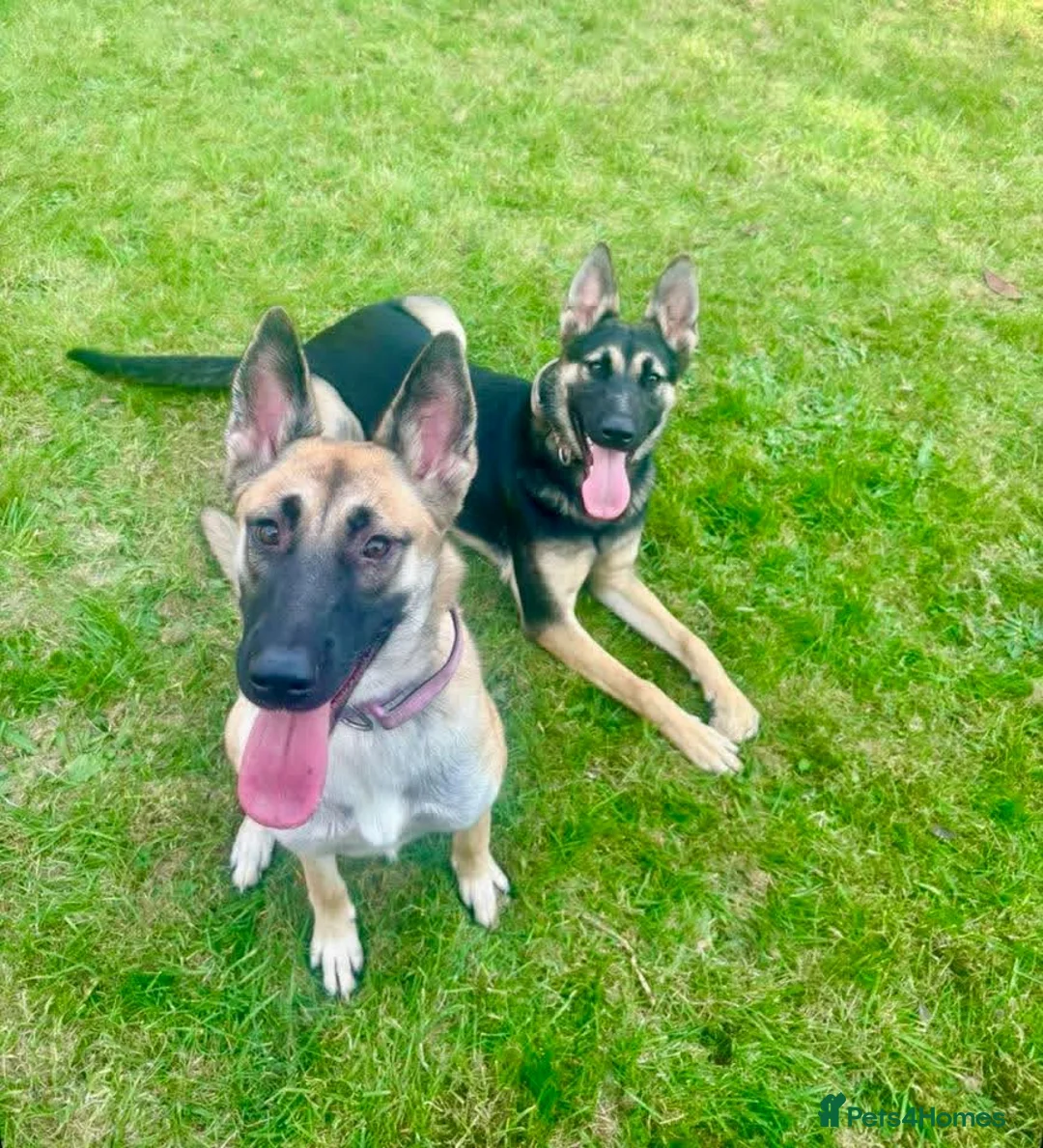 Shepsky dogs for sale: Shepsky for new home in Newcastle upon Tyne - Advert 1