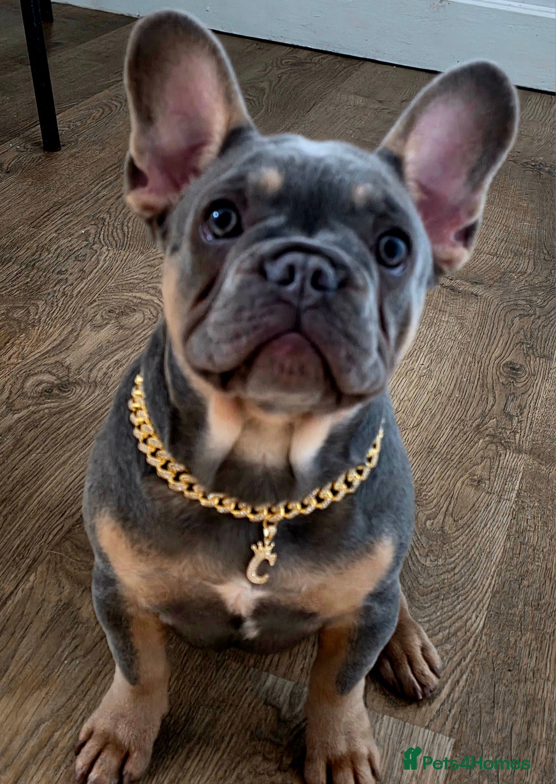 French Bulldog dogs for sale: 5 month old frenchie - Image 4