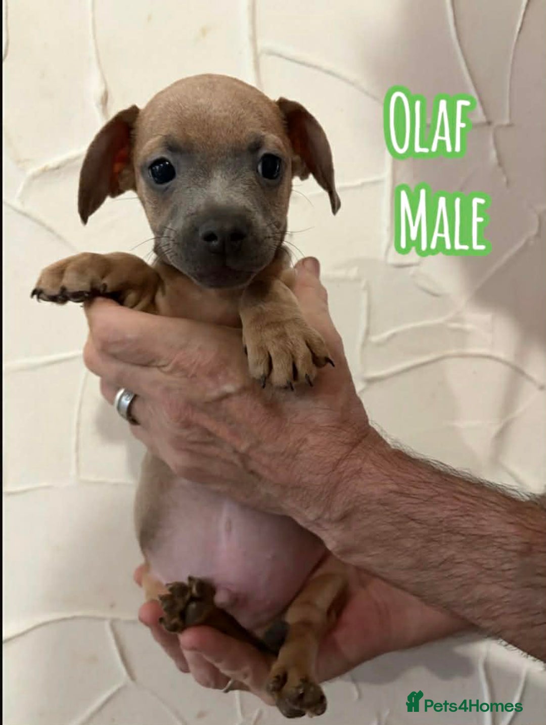 Mixed Breed dogs for sale: Gorgeous duo left  - Advert 2