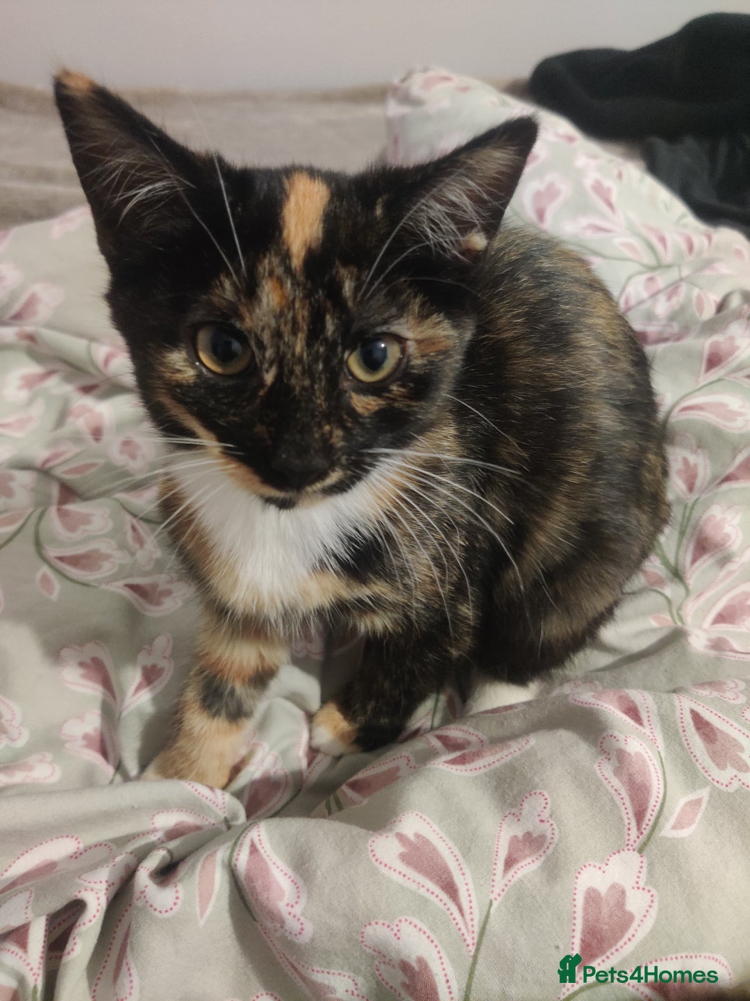 British Shorthair cats for sale: Black and tortie kittens ( mother for sale too) - Advert 6