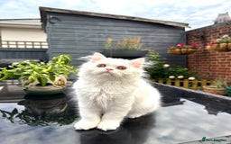 Persian cats for sale: 2 white Gorgeous Persian Boys - Image 26