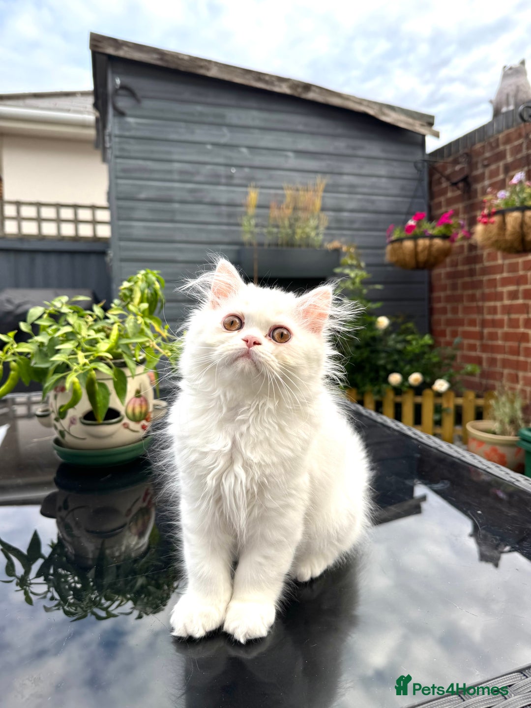 Persian cats for sale: 2 white Gorgeous Persian Boys - Image 26