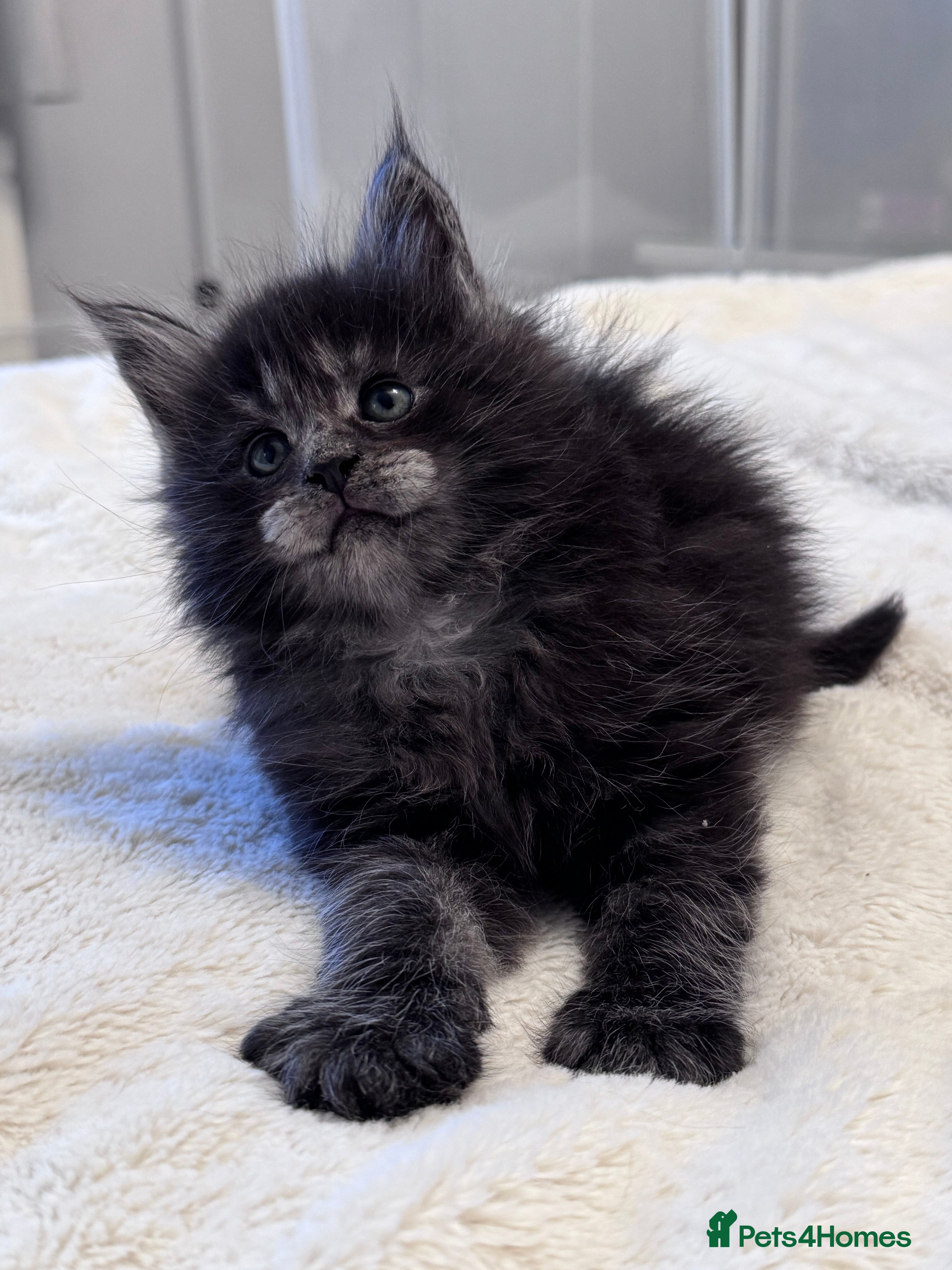 Maine Coon cats 🌟🌟Beautiful  Maine Coon kittens 🌟🌟🌟 - Advert 18