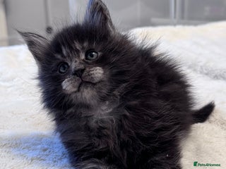 Maine Coon cats 🌟🌟Beautiful Maine Coon kittens 🌟🌟🌟 - Advert 1