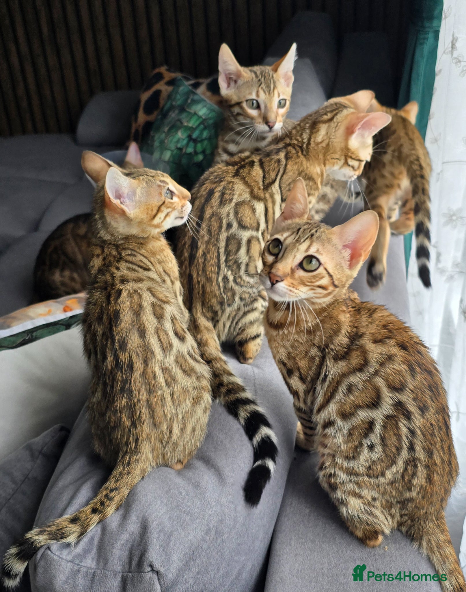 Bengal cats Ready NOW.. need go ASAP - Advert 5