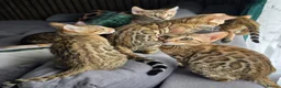Bengal cats for sale: Ready NOW.. need go ASAP - Advert 3