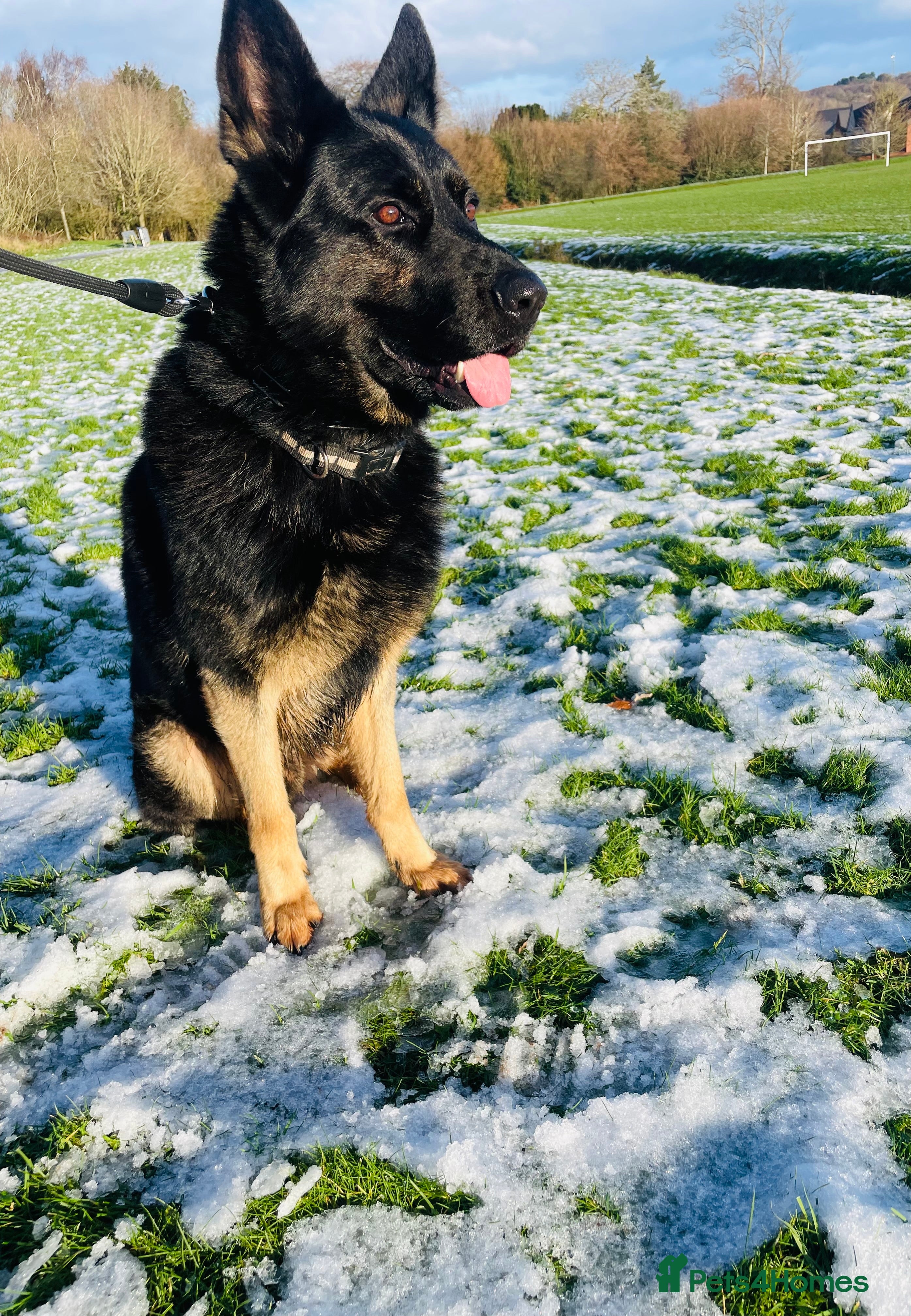 German Shepherd dogs Fully Trained Family GSD 🥇 - Advert 6