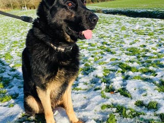 German Shepherd dogs Fully Trained Family GSD 🥇 - Advert 6