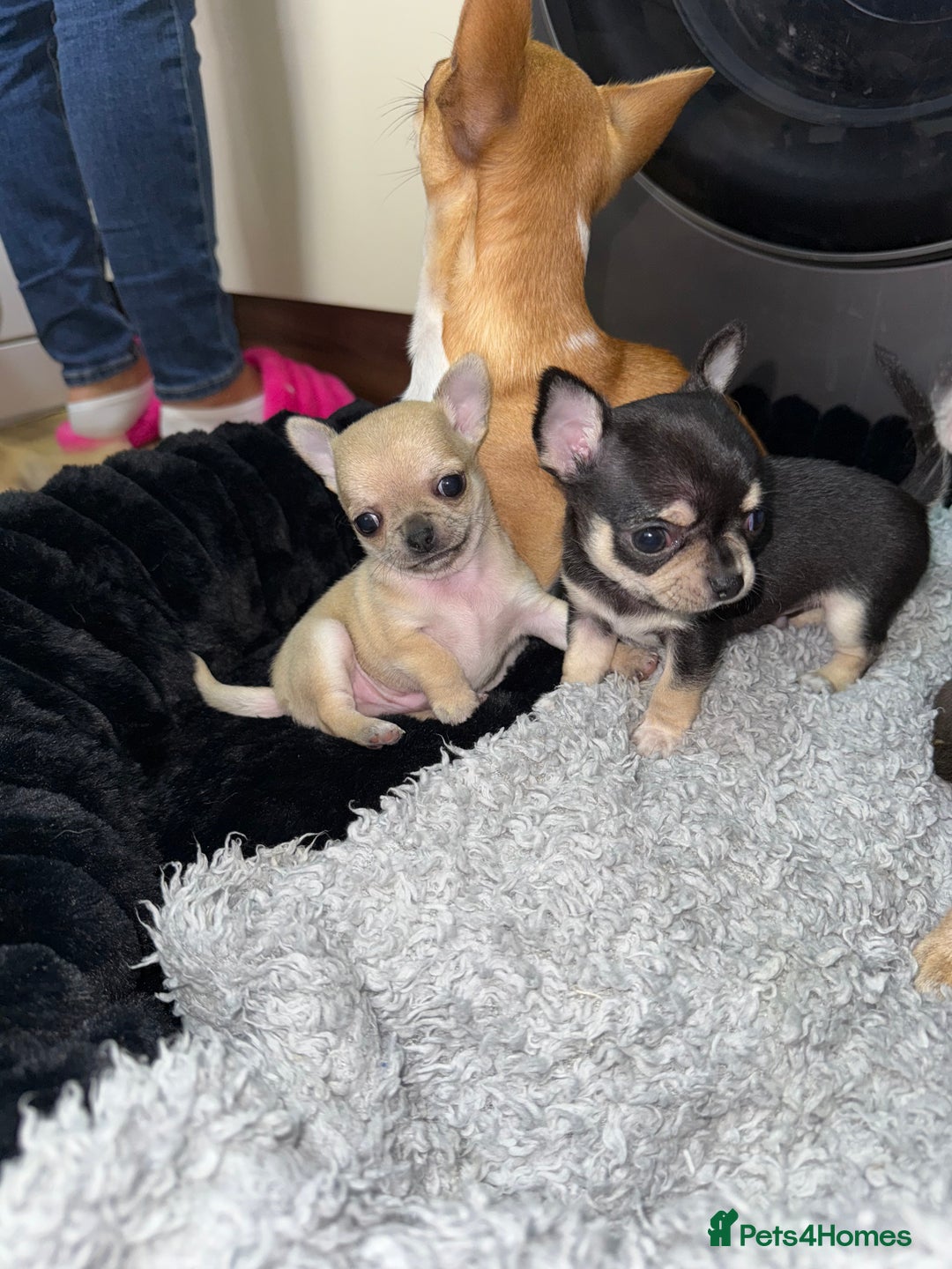 Chihuahua dogs for sale: 🩵 𝓬𝓾𝓭𝓭𝓵𝔂 𝓪𝓷𝓭 𝓹𝓵𝓪𝔂𝓯𝓾𝓵 𝓫𝓸𝔂𝓼🩵 - Image 9