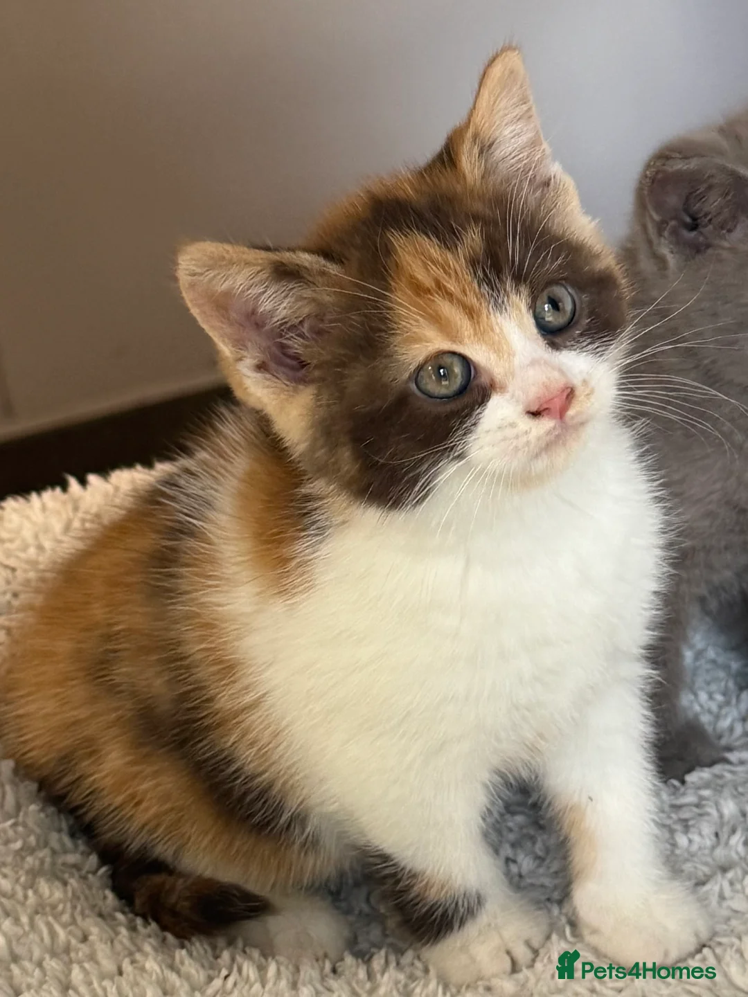 British Shorthair cats for sale: Gorgeous British Shorthair x kittens - Advert 2