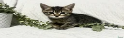 Domestic Shorthair cats for sale: Beautiful, well socialised playful kittens 🐾 - Advert 31