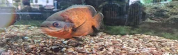 Cichlids fish for sale: Oscar Cichlid  - Advert 7