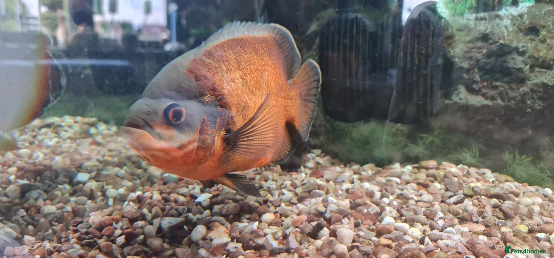 Cichlids fish for sale: Oscar Cichlid  - Advert 7