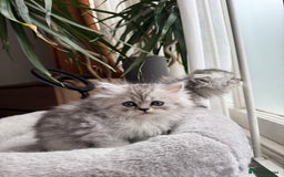 Persian cats for sale: 🐾Fluffy Chinchilla Persian kittens for Sale🐾 - Image 7
