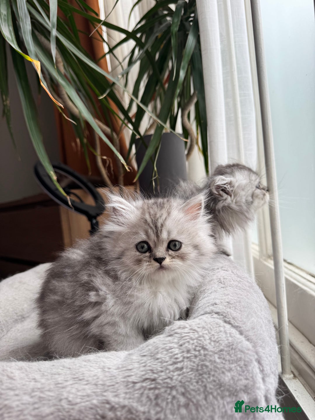 Persian cats for sale: 🐾Fluffy Chinchilla Persian kittens for Sale🐾 - Image 7