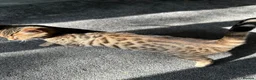 Bengal cats for sale: Bengal cat in London - Advert 2