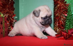 Pug dogs for sale: Lovely Pug - Image 3