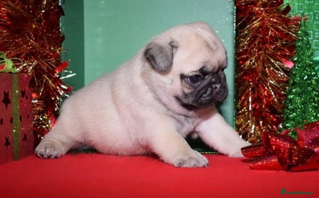 Pug dogs for sale: Lovely Pug - Image 3