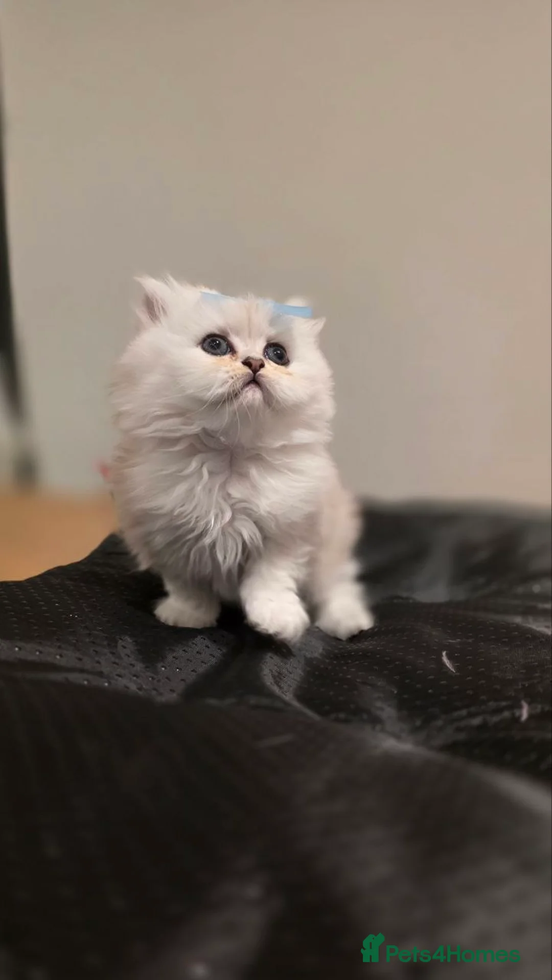 Persian cats for sale:     ✨Stunning Persian Chinchilla Ready to Go✨ - Advert 2