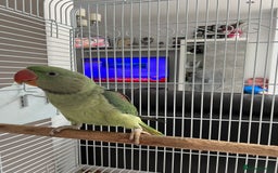 Parrots birds for sale: Green ring neck parrot 🦜  - Image 3