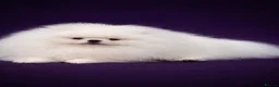 Pomeranian dogs for sale: Two Lovely Sable Purebred Pomeranian Puppies - Advert 8