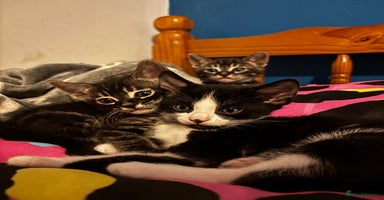Bengal cats - Advert 2
