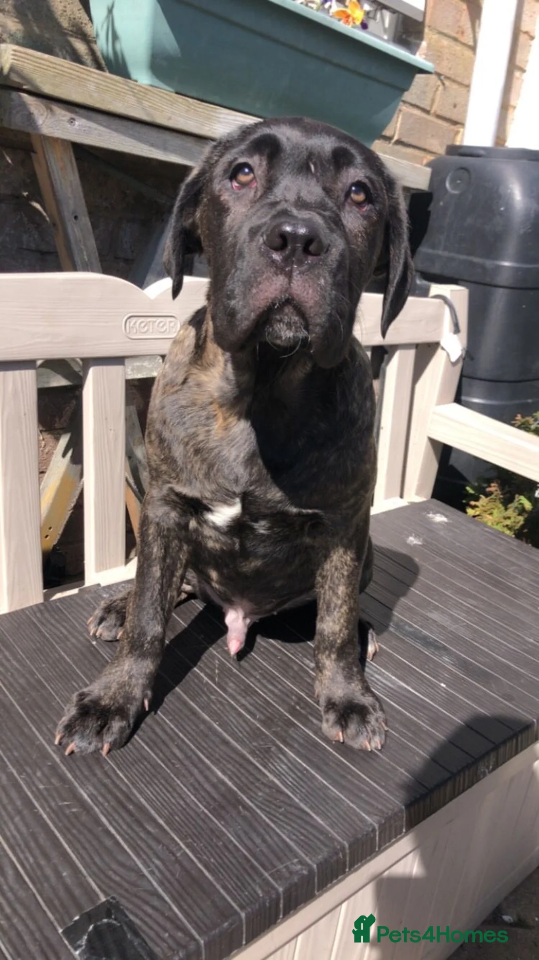 Cane Corso dogs for sale: Cane corso pups - Advert 2