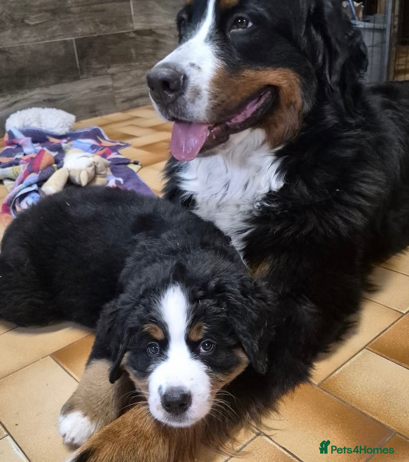 Bernese Mountain Dog dogs Bernese mountain pups  - Advert 4
