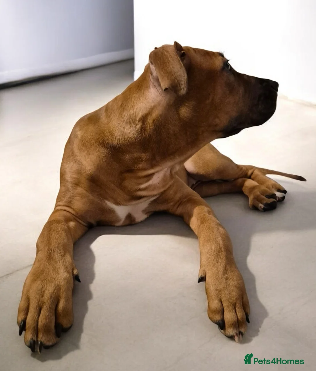 Mixed Breed dogs for sale: Bullmastiff Cross Puppies  - Advert 11