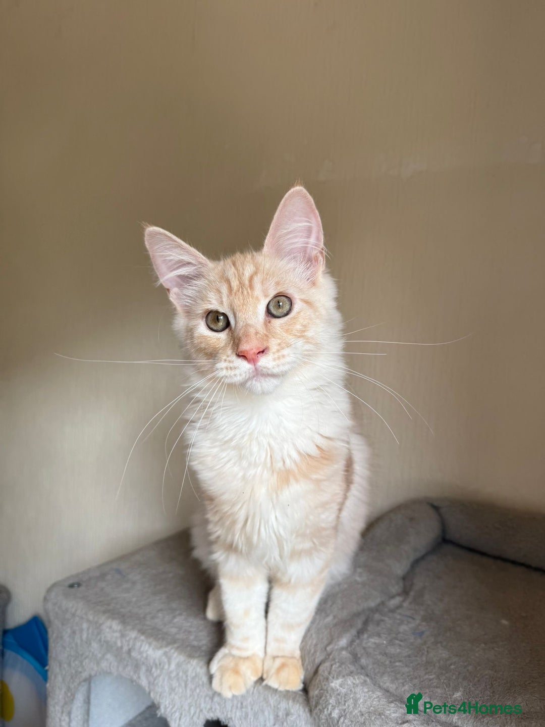 Maine Coon cats for sale: Stunning Maine coon kittens - Image 19